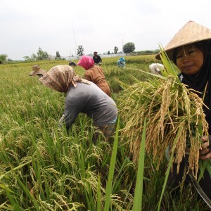 Panen Raya Bolmut
