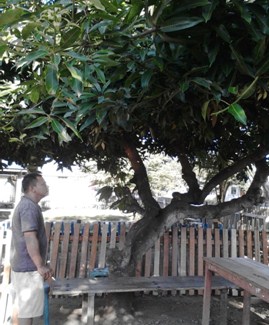 Pohon Bernapas