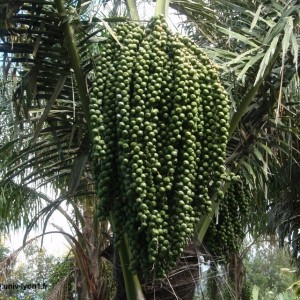 Pohon Aren