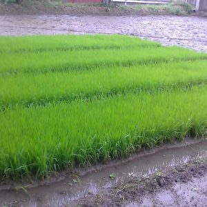 Pemkot Akan Salurkan Bibit Padi Standar Nasional
