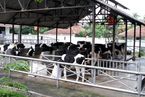 Pemkot Salurkan Bantuan Sapi