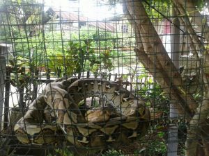 Ular Piton yang berhasil diamankan Warga Poopo.
