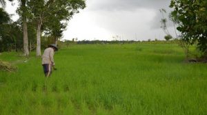 Pemkab Siapkan dana 9 Miliar Untuk Petani Bolmut