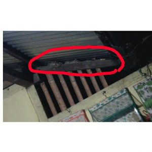 Ular Piton yang berhasil diamankan Warga Poopo.