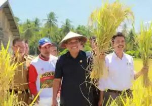 Bolmut Panen Padi Hasil Demfarm