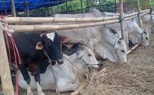 Pemkot Kurban 99 Ekor Sapi Untuk Warga Kurang Mampu