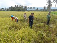 Dekat Dengan Rakyat, JiTu Calon Pemimpin Dambaan Petani Bolmong