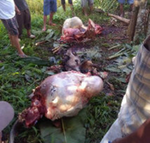 Ditemukan Hanya Kepala, Isi Perut dan Kaki Ditemukan Hanya Kepala, Isi Perut dan Kaki