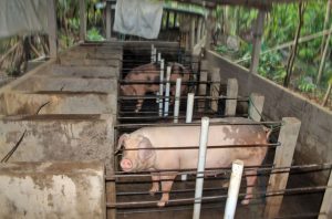 Kandang Babi di Belakang Masjid Raya Kotamobagu Dikeluhkan
