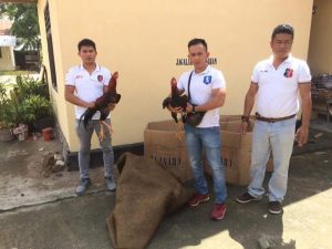 Maleo Kota Bongkar Sabung Ayam di Pusat Kotamobagu