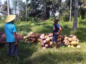 Pemda Bolmong Bakal Panen Kelapa 17 Hektar