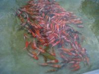 Dispertanak Fokus Kembangkan Bibit Ikan Koi