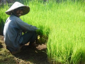 Pemkab Berikan Asuransi Untuk Petani Bolmong