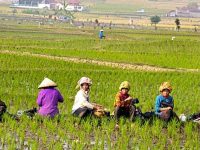 Petani Perempuan Bolmong Dapat Perhatian