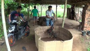 Tim Bogani Bongkar Judi Sabung Ayam di Tabang dan Biga