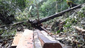 Pemkab Boltim Dinilai Tak Mampu Hentikan Pembalak Liar Pemkab Boltim Dinilai Tak Mampu Hentikan Pembalak Liar