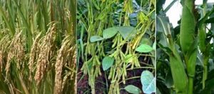 Pemkab Bolmong Tahun Ini Salurkan Pajale ke Petani
