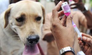 1200 Hewan Diberi Anti Rabies