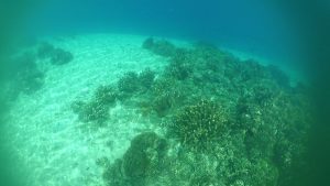 Pesona Taman Laut di Pulau Tiga Maelang Menakjubkan