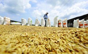 petani gabah Produksi Gabah di Bolmong Capai 80 Persen