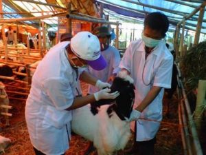 Kesehatan Hewan Diperiksa