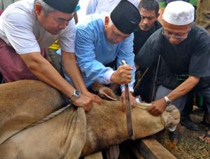 Jelang Idul Adha, Timkes Tinjau Penyembelian Sapi Qurban