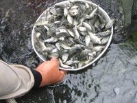 Dispertanak Kotamobagu Salurkan Bantuan Benih Ikan