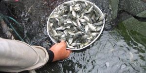 Dispertanak Kotamobagu Salurkan Bantuan Benih Ikan