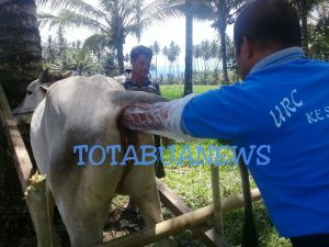 Sejumlah indukan sapi betina diperiksa dan diinseminasi, (Foto: Non/