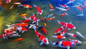 ikan-koi