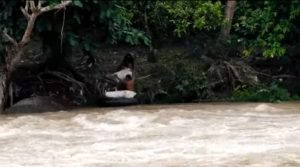 Petani sekitar penambangan pasir, kesulitan menyeberangkan hasil kebun saat sungai meluap