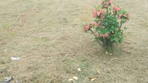 IMG-20190714-WA0007