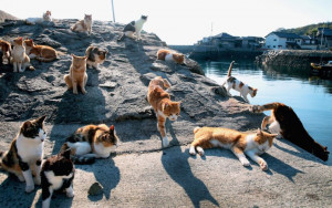 aoshima-cat-island-in-japan-3-Medium-1080×675