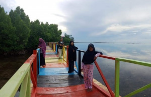 Wisata Mangrov Desa Trans-Patoa