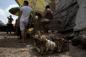 pasar-yuli-masih-jual-daging-anjing