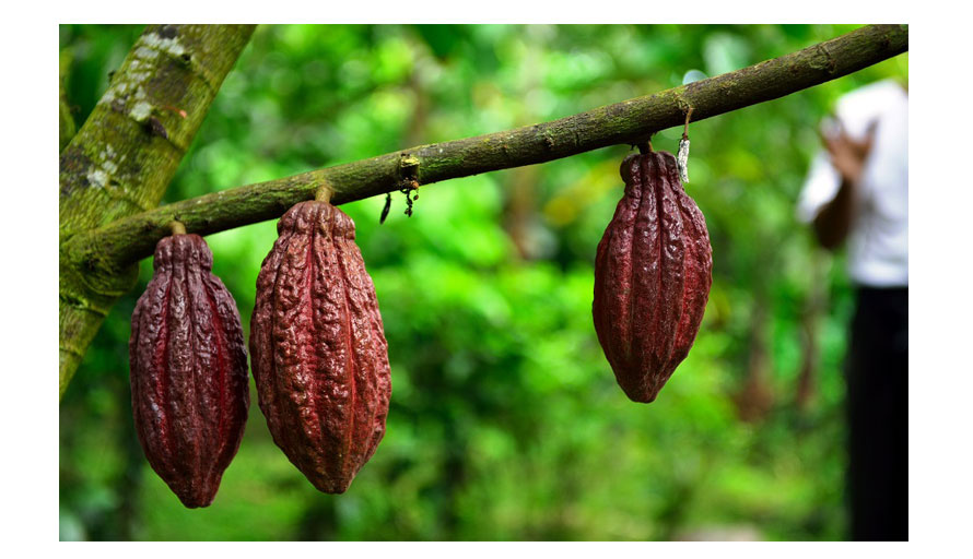 Program Gernas Perkebunan Kakao  Tahun 2021 Bolmut Diduga 