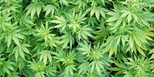 indonesia-diusulkan-ekspor-ganja-ini-negara-negara-yang-menghalalkannya-rev-1