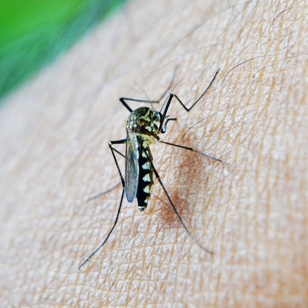 Can Mosquitoes transmit Covid-19?  This is the explanation