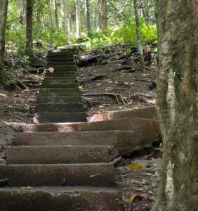 Hutan Kenangan4