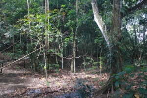 Hutan Kenangan5