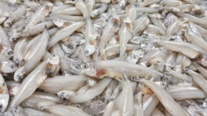 52301-ikan-teri