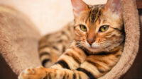 20210708142649-1-ilustrasi-kucing-026-destriyana