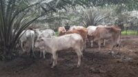 Foto : Hewan ternak lembu program ketabahan pangan Desa Aek Gitu dengan harga pembelian Rp.11,000,000,- per ekor