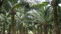 Oilpalm_malaysia