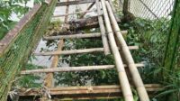 Jembatan Gantung di Desa Padang Manis Rusak Parah, Kecamatan Manna, Kabupaten Bengkulu Selatan dikeluhkan warga setempat, karena mengancam keselamatan warga yang menggunakannya