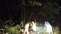 Pohon Tumbang3