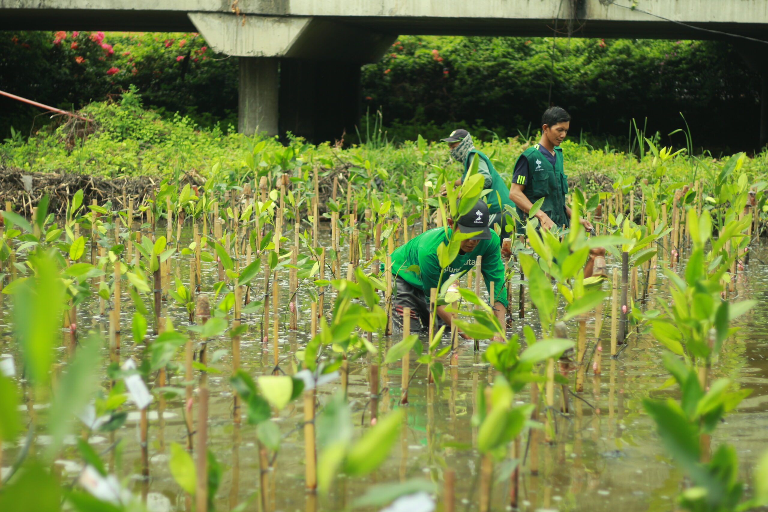 Mitra petani LindungiHutan terlibat dalam penanaman mangrove di Pantai Indah Kapuk. (Dokumentasi: LindungiHutan).