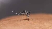 Nyamuk Ber-wolbachia Berhasil Turunkan Kasus DBD di Yogyakarta