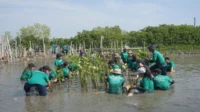 Penanaman Mangrove di Tambakrejo Semarang (1)