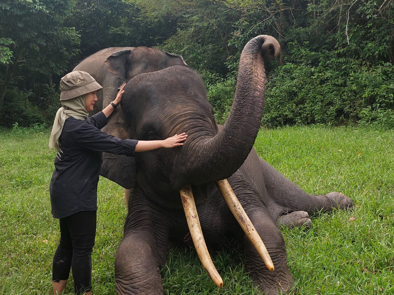 Aksi konservasi Gajah Sumatra.